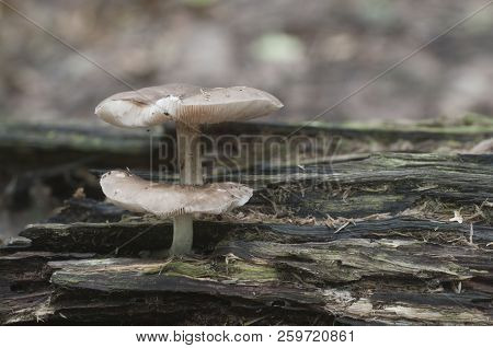 Deer Mushroom (pluteus Cervinus) Near A Birch Tree Stump