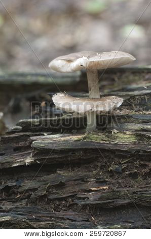 Deer Mushroom (pluteus Cervinus) Near A Birch Tree Stump