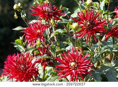 Dahlia Negerkop Asteraceae Variety Of Chrysanthemum, Bright Burgundy Flowers With Thin Long Petals A