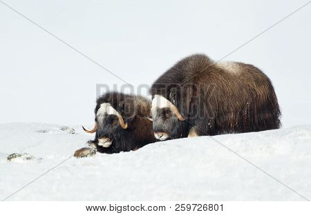 Close Up Of Two Young Musk Oxen (ovibos Moschatus) Lying In Snowy Dovrefjell Mountains During Cold W