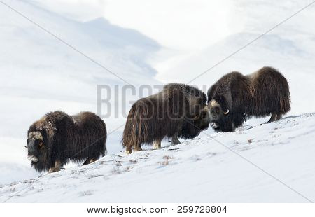 Three Male Musk Oxen (ovibos Moschatus) Standing In Snowy Dovrefjell Mountains During Cold Winter In