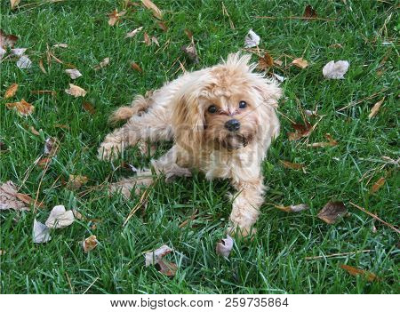 Cavapoo Puppy Laying In Grass Posing For Photographer