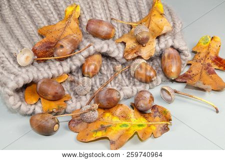 Acorns, Dead Leaves And Cupules On A Woolen Beige Beanie In Autumn