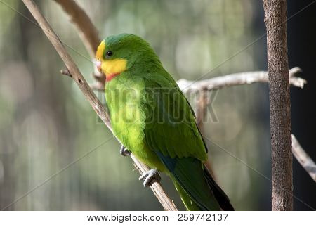 This Is A Side View Of A Superb Parrot