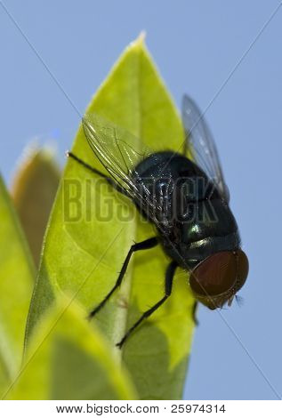 Voler assis sur une feuille