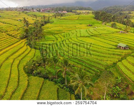 稻上飞照片 图片、插图和矢量图(免费) - Bigstock