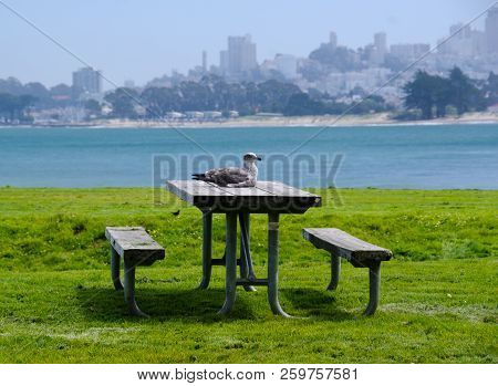 Seagull Sitting On A Picnik Table At A Beach In San Francisco, California
