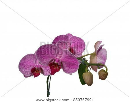 Pink orchid without background, white background, beautiful pink flower.