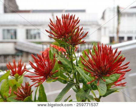 Jakarta, Indonesia - August 7, 2018: Red Flowers With Background Of Kali Besar River In Kota Tua.