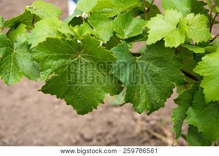 A Branch Of Wine Leaves In An Organic Winery, Penticton, British Columbia, Canada