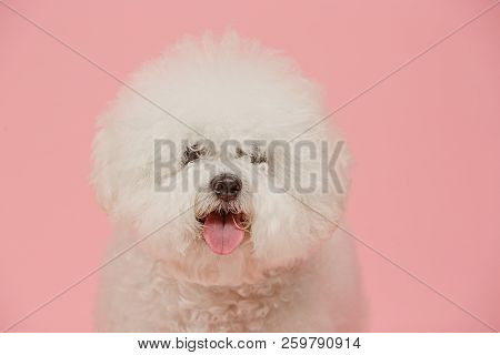 A Dog Of Bichon Frize Breed Isolated On Pink Color Studio