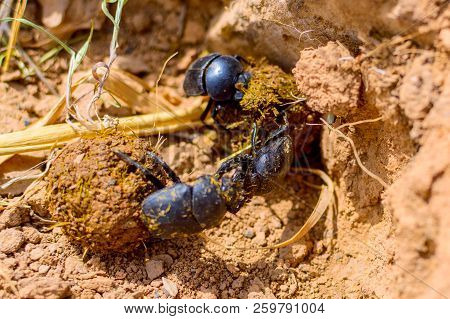 Single Scarabaeus Sacer Of Sacred Scarab On Ground.