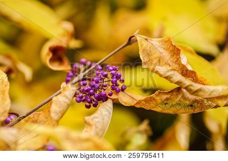 Beautiful Purple Berries Callicarpa Bodinieri With Autumn Colors In The Background