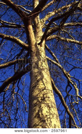 Londýn Platan javorolistý (Platanus X Acerfolia)