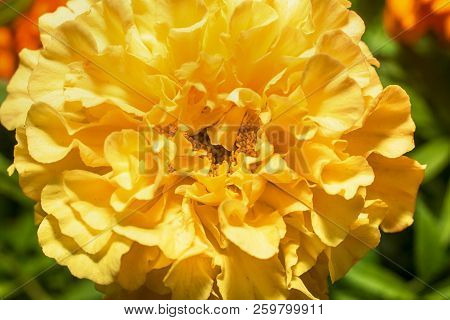 Macro Photo Of A White Carnation Flower Close-up With The Increase In The Fine Details On A Green Ba