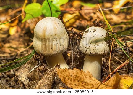 Macro Photo Of A Mushroom Growing In The Grass Close Up With Small Details