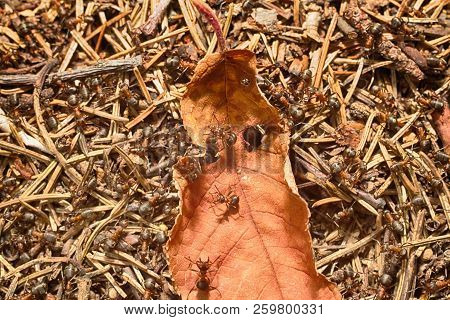 Macro Of An Ant Insect On An Old Yellowed Leaf On The Ground Close Up