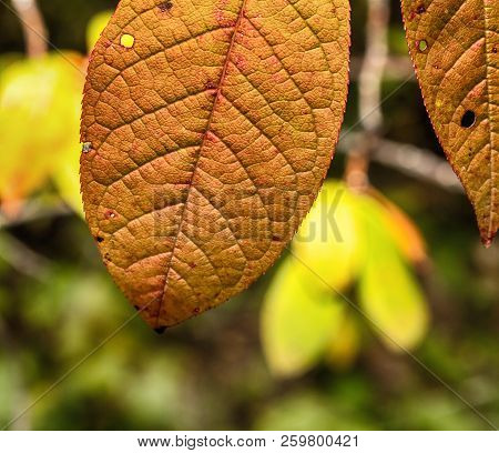 Macro Photo Of An Autumn Orange Leaf Of A Plant Close-up With Streaks And Cracks
