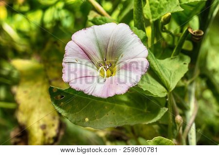 Macro Photo Of A White Pink Mallow Flower Close-up With The Increase Of Each Flower