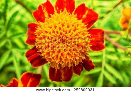 Macro Photo Of Red-orange Garden Flowers In Grass Close-up With Small Details