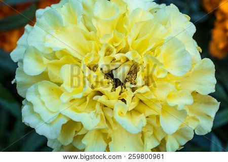 Macro Photo Of A White Carnation Flower Close-up With The Increase In The Fine Details On A Green Ba