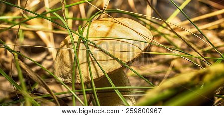Macro Photo Of A Mushroom With A Brown Hat In The Forest Among The Grass Close Up