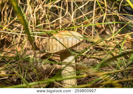Macro Photo Of A Mushroom With A Brown Hat In The Forest Among The Grass Close Up