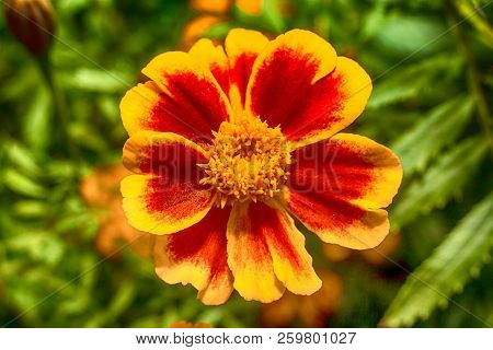 Macro Photo Of A Red Yellow Gerbera Close-up With The Increase Of Each Flower