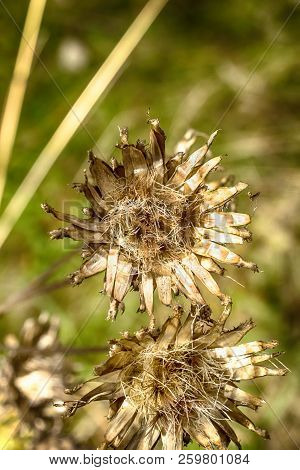 Macro Photo Of Dry Burdock Close-up On A Green Grass Background