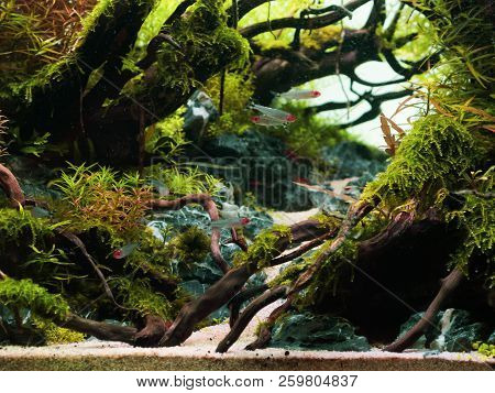 Still Life Close Up Of Beautiful Tropical Aqua Scape, Nature Aquarium Green Plant An Tropical Colorf