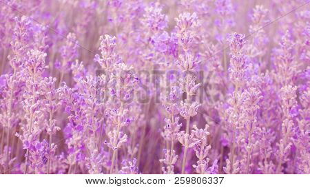 Floral Background. Beautiful Avender Field, Provence, France.