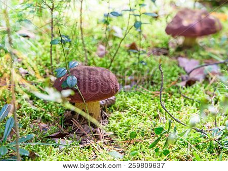 A Very Delicious And Salubrious Mushroom Porcini Or Cep In It's Natural Habitat.