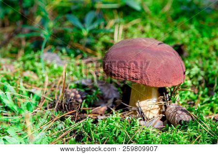 A Very Delicious And Salubrious Mushroom Porcini Or Cep In It's Natural Habitat.