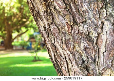Close-up Of Rain Tree Bark (samanea Saman) With Sunlight And Lawn. Selective Focus On Foreground. Na