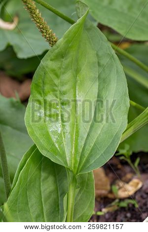 Plantain Flowering Plant With Green Leaf. Plantago Major Broadleaf Plantain, White Man's Foot Or Gre