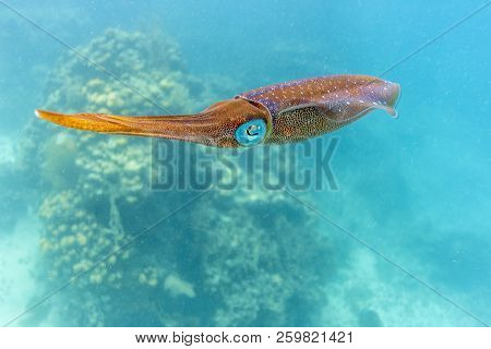 Squid Are Cephalopods Of The Two Orders Myopsida And Oegopsida,