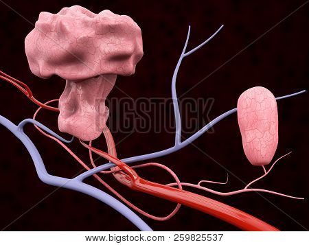 3d Illustration Of Polyp With Blood Veins, Isolated Black Background