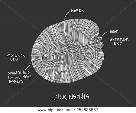 Dickinsonia Fossil Illustration. Ancient Fossil From The Ediacaran Period Sketch With Ink In Black A