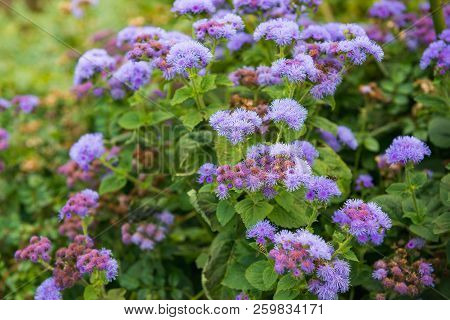 Autumn Ageratum Flowers On Flowerbed. Autumn, Nature, Plants Theme.