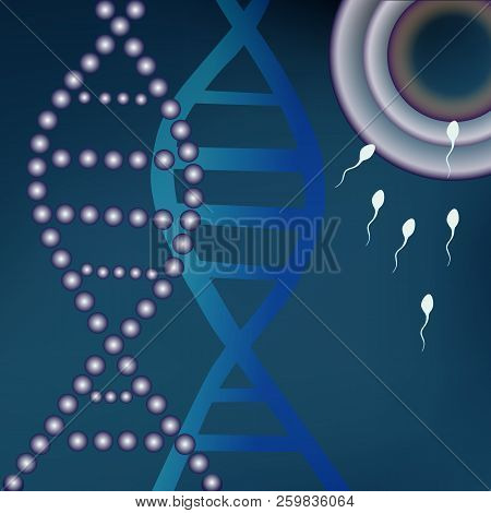 Fertile Egg Cells, The First Stage Of The Birth Of A New Life. Connections Of Two Germ Cells Of The 