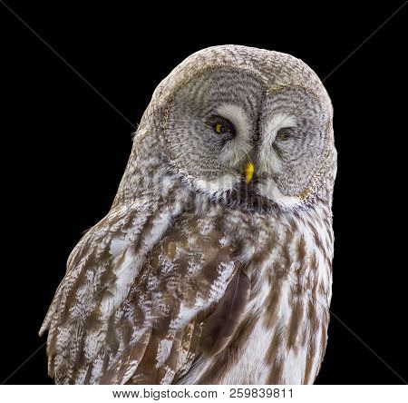 Great Grey Owl Isolated In Black Back