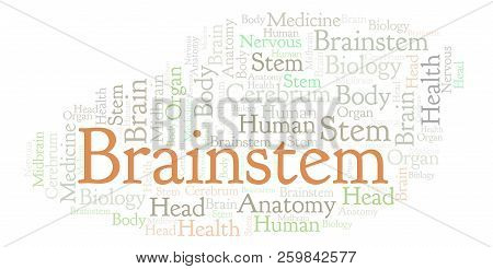 Brainstem Word Cloud. Wordcloud Made With Text Only.