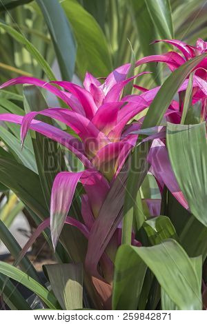 Guzmania Lingulata In The Vase