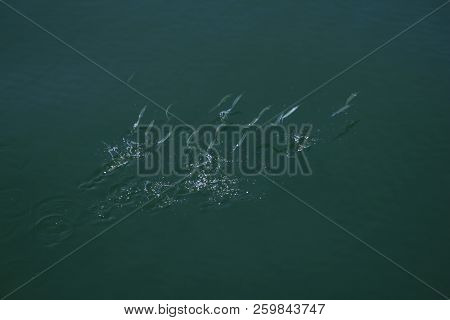 Many Engraulidae Are Jumping From The Water.