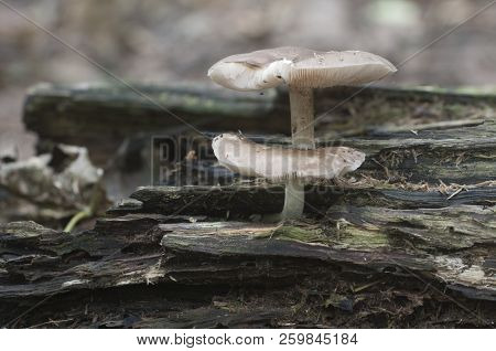 Deer Mushroom (pluteus Cervinus) Near A Birch Tree Stump