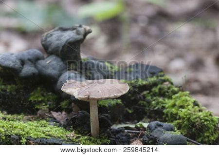 Deer Mushroom (pluteus Cervinus) Near A Birch Tree Stump