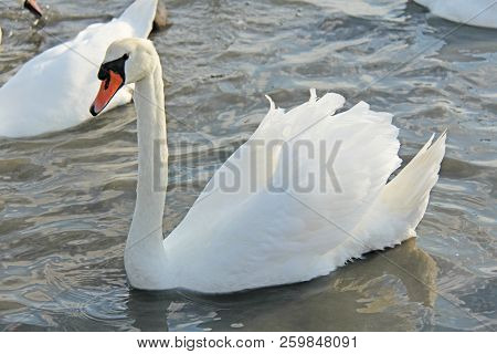 White And Black Swans Swim In The Lake In Summer Or Autumn. Beautiful White Swans