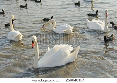 White And Black Swans Swim In The Lake In Summer Or Autumn. Beautiful White Swans