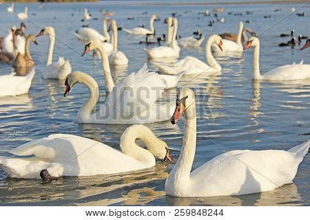 White And Black Swans Swim In The Lake With Blue Water, In Summer Or In Autumn. Beautiful White Swan