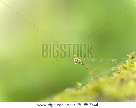 Macro Waterdrop On Green Moss / Lichen Over The Tree With Sunlight In The Forest On Bokeh Background